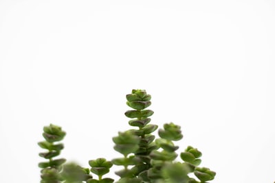 绿色植物,白色背景
